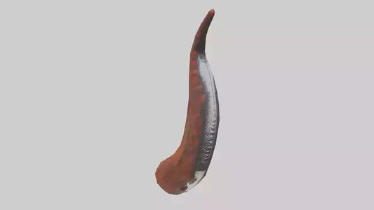3D model Salamander Tail Model VR / AR / low-poly