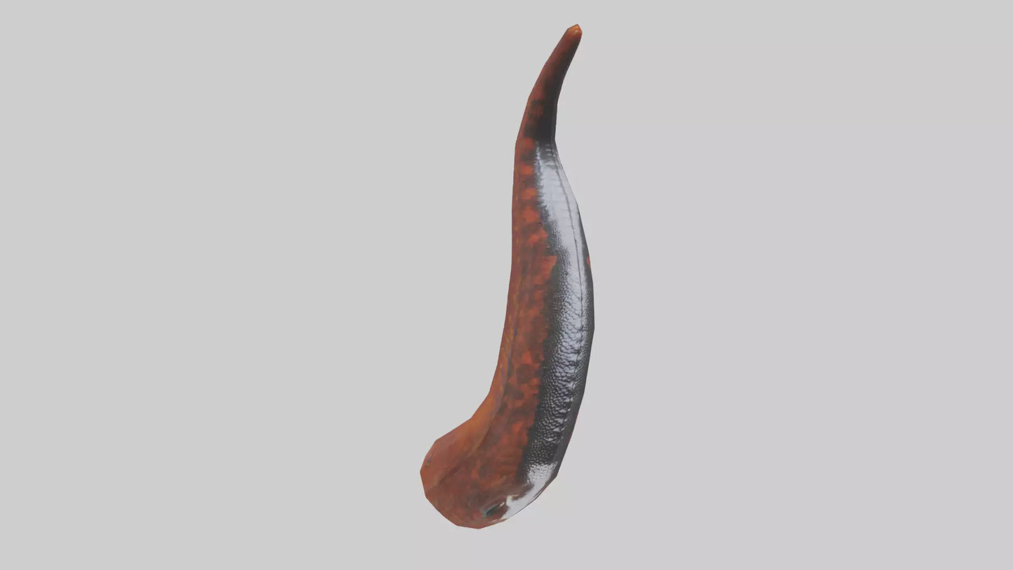 3D model Salamander Tail Model VR / AR / low-poly
