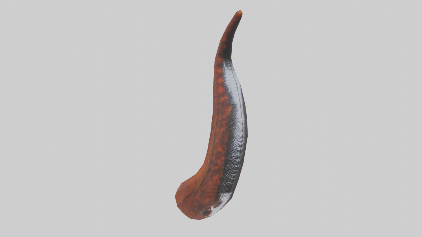 3D model Salamander Tail Model VR / AR / low-poly