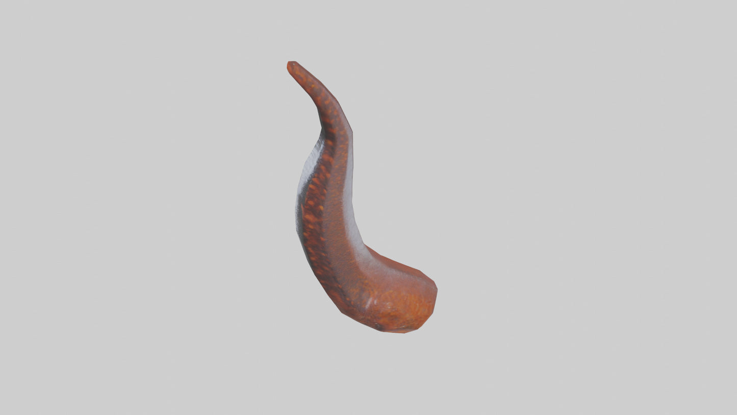 3D model Salamander Tail Model VR / AR / low-poly