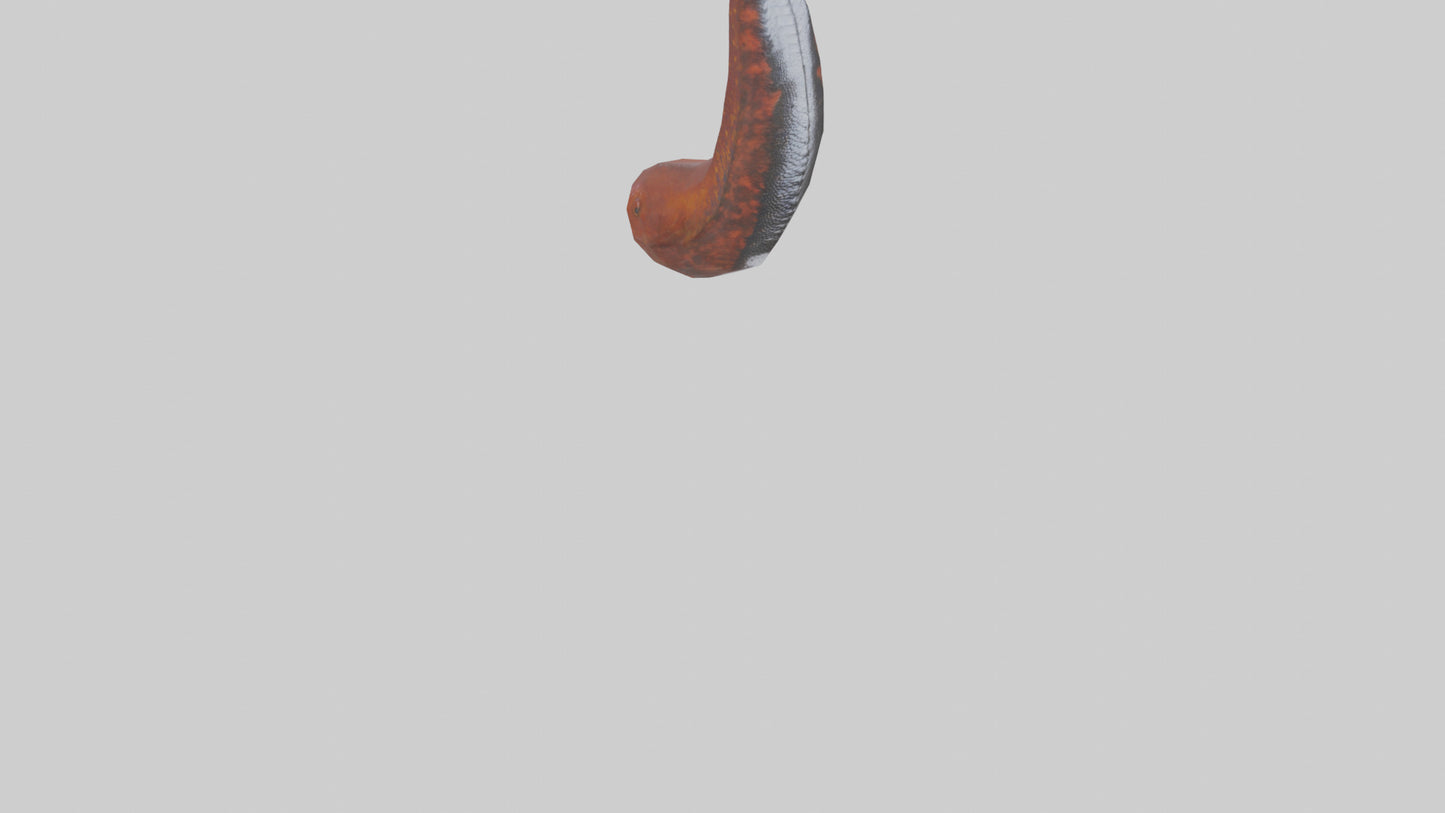 3D model Salamander Tail Model VR / AR / low-poly