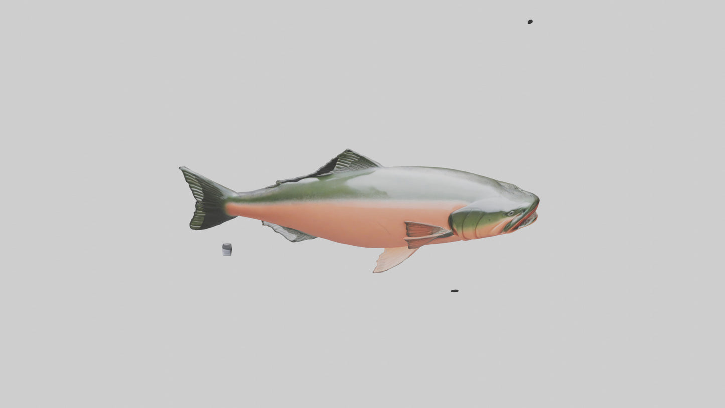 3D model Salmon swimming upstream model VR / AR / low-poly