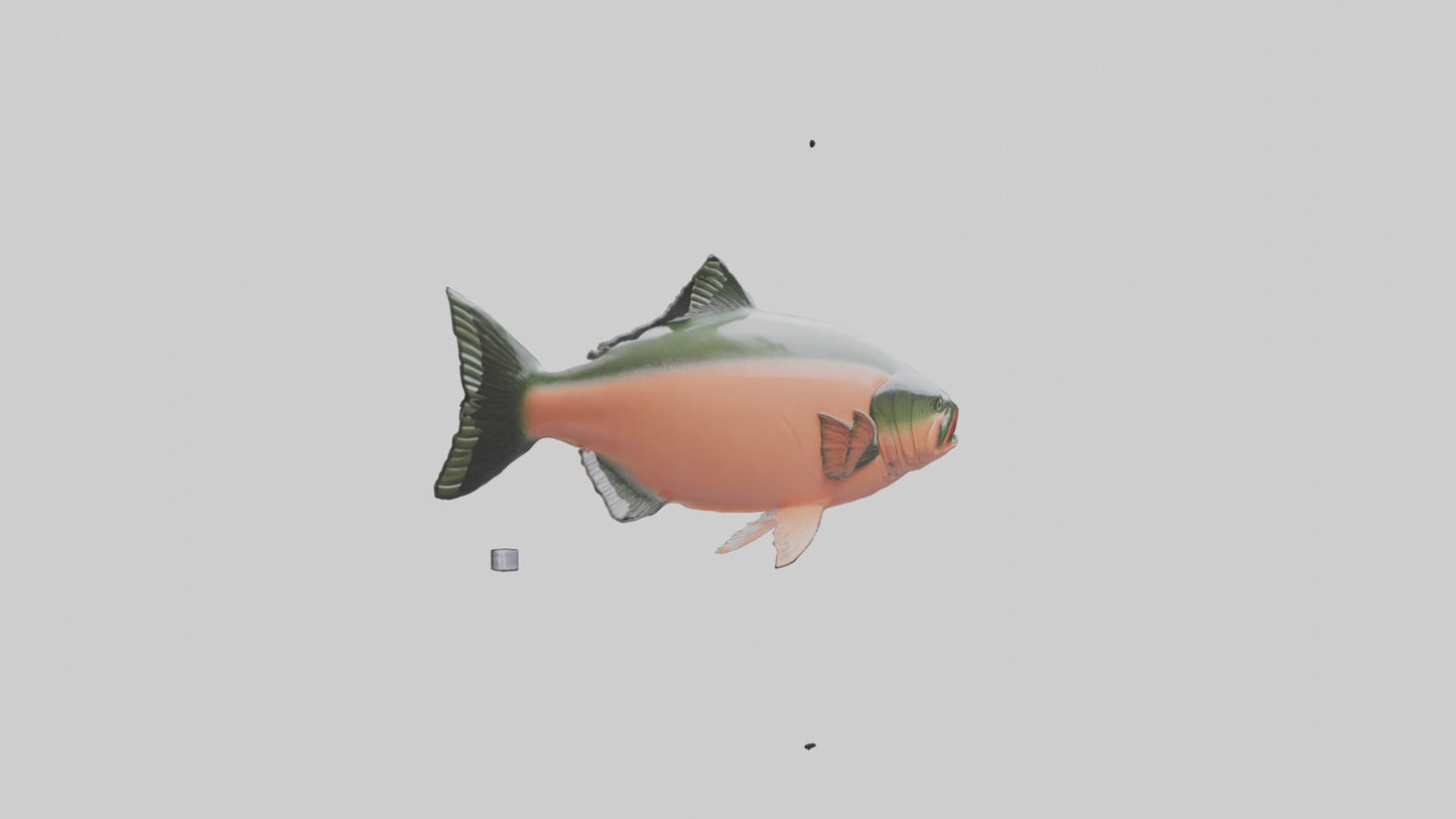 3D model Salmon swimming upstream model VR / AR / low-poly