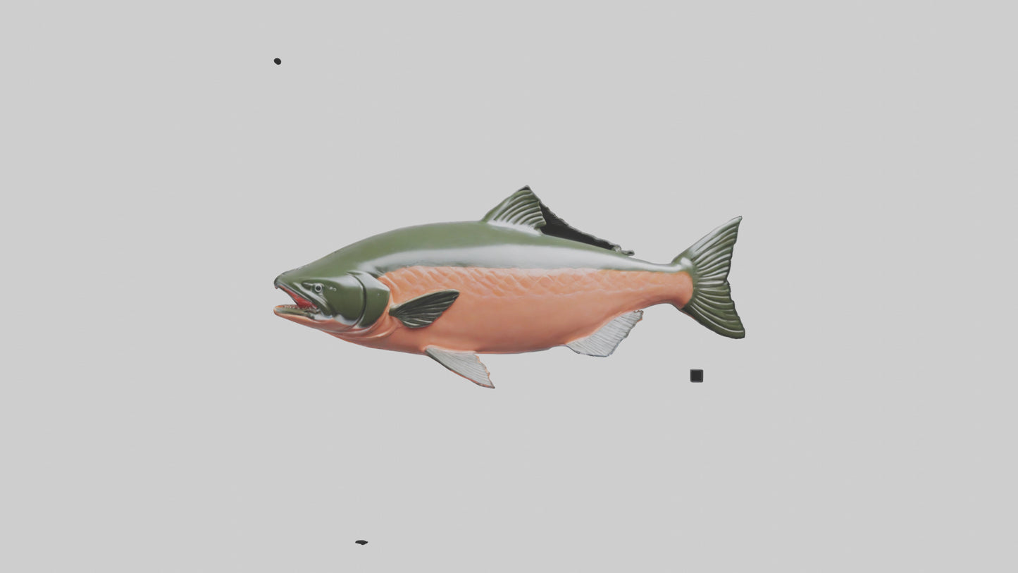 3D model Salmon swimming upstream model VR / AR / low-poly