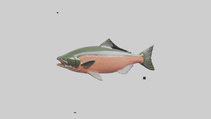 3D model Salmon swimming upstream model VR / AR / low-poly