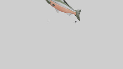 3D model Salmon swimming upstream model VR / AR / low-poly