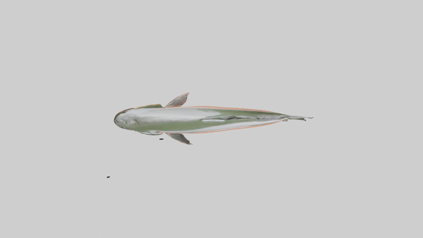 3D model Salmon swimming upstream model VR / AR / low-poly