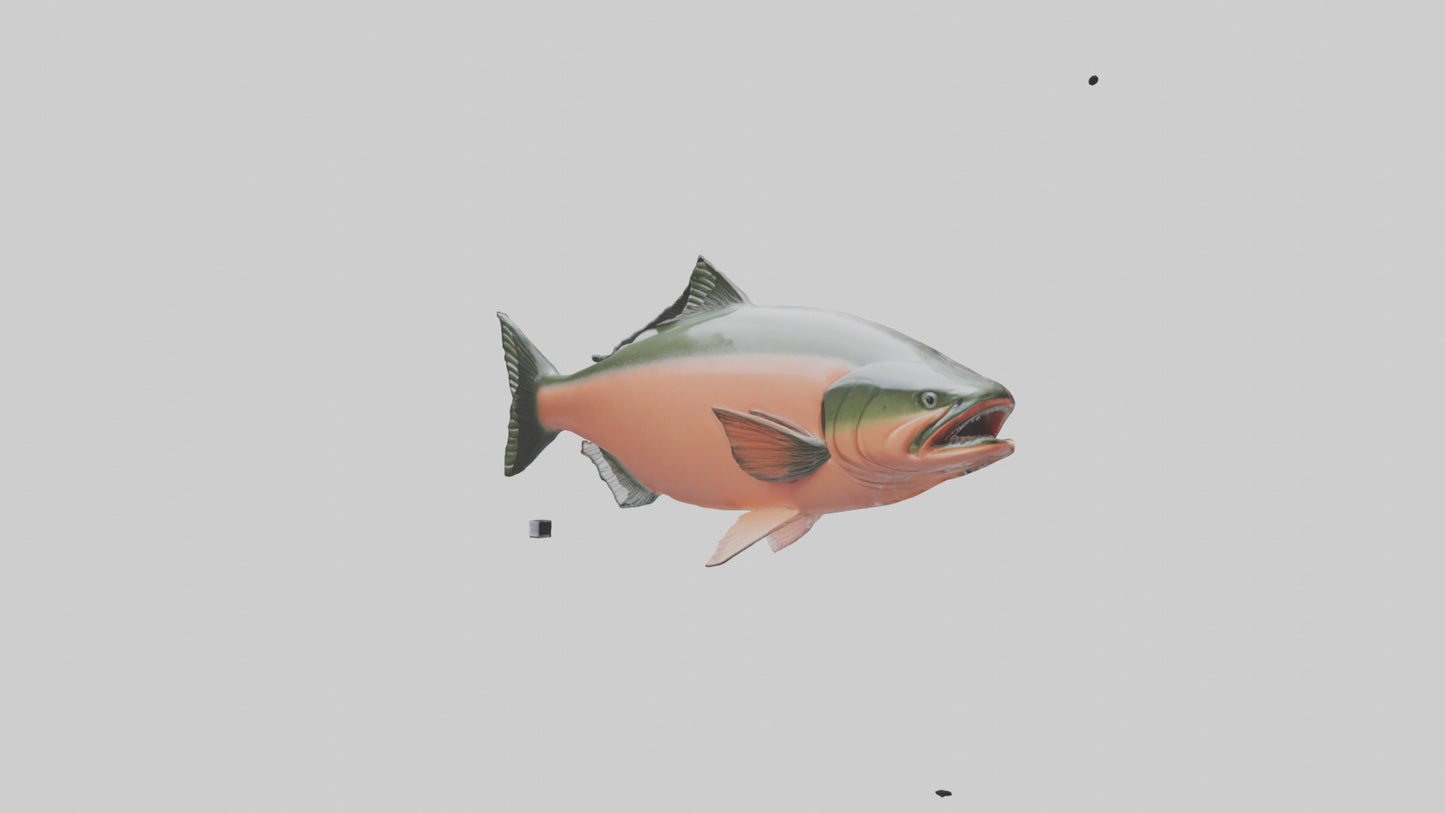 3D model Salmon swimming upstream model VR / AR / low-poly