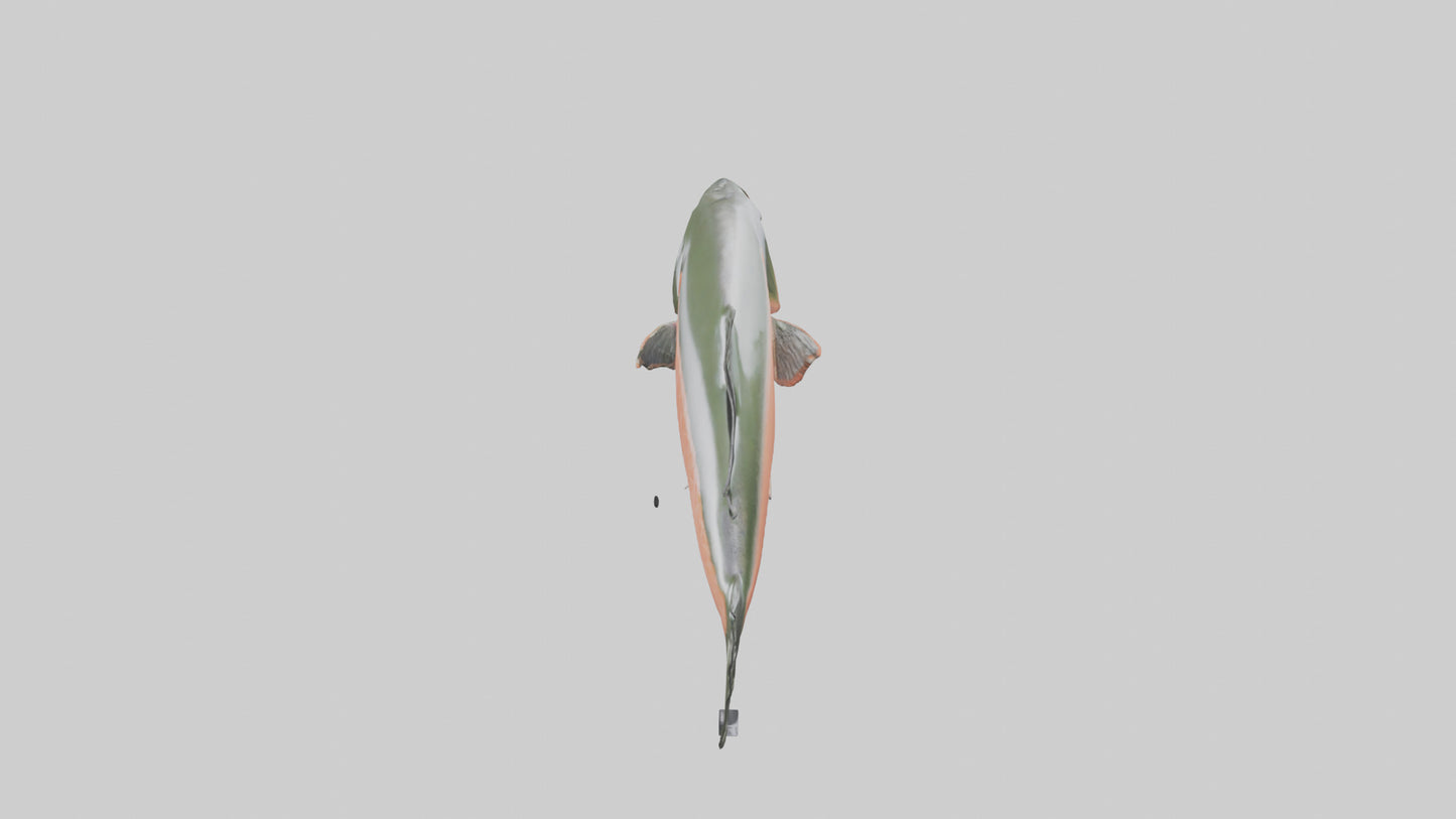 3D model Salmon swimming upstream model VR / AR / low-poly