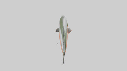 3D model Salmon swimming upstream model VR / AR / low-poly