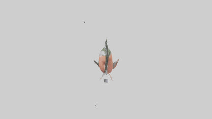 3D model Salmon swimming upstream model VR / AR / low-poly
