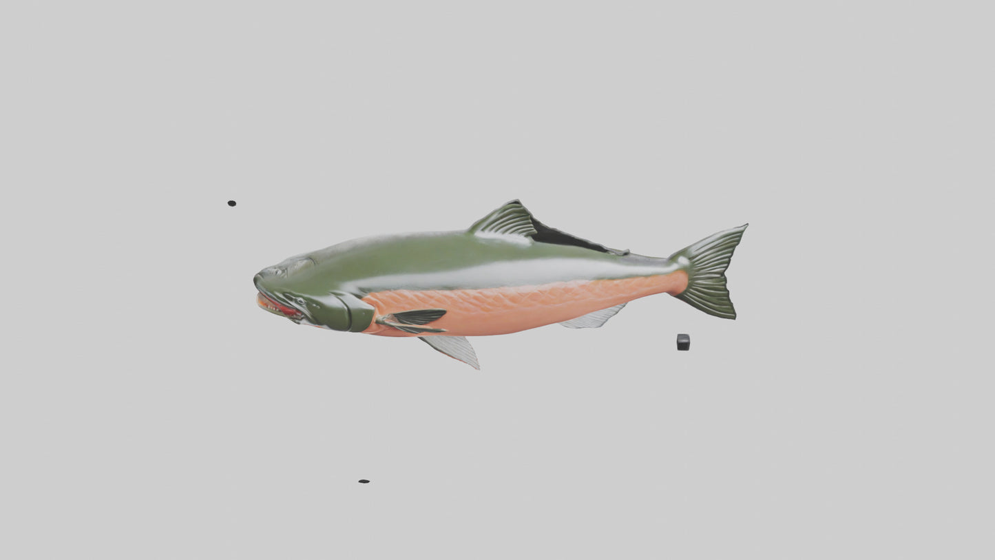 3D model Salmon swimming upstream model VR / AR / low-poly