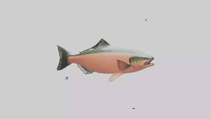 3D model Salmon swimming upstream model VR / AR / low-poly