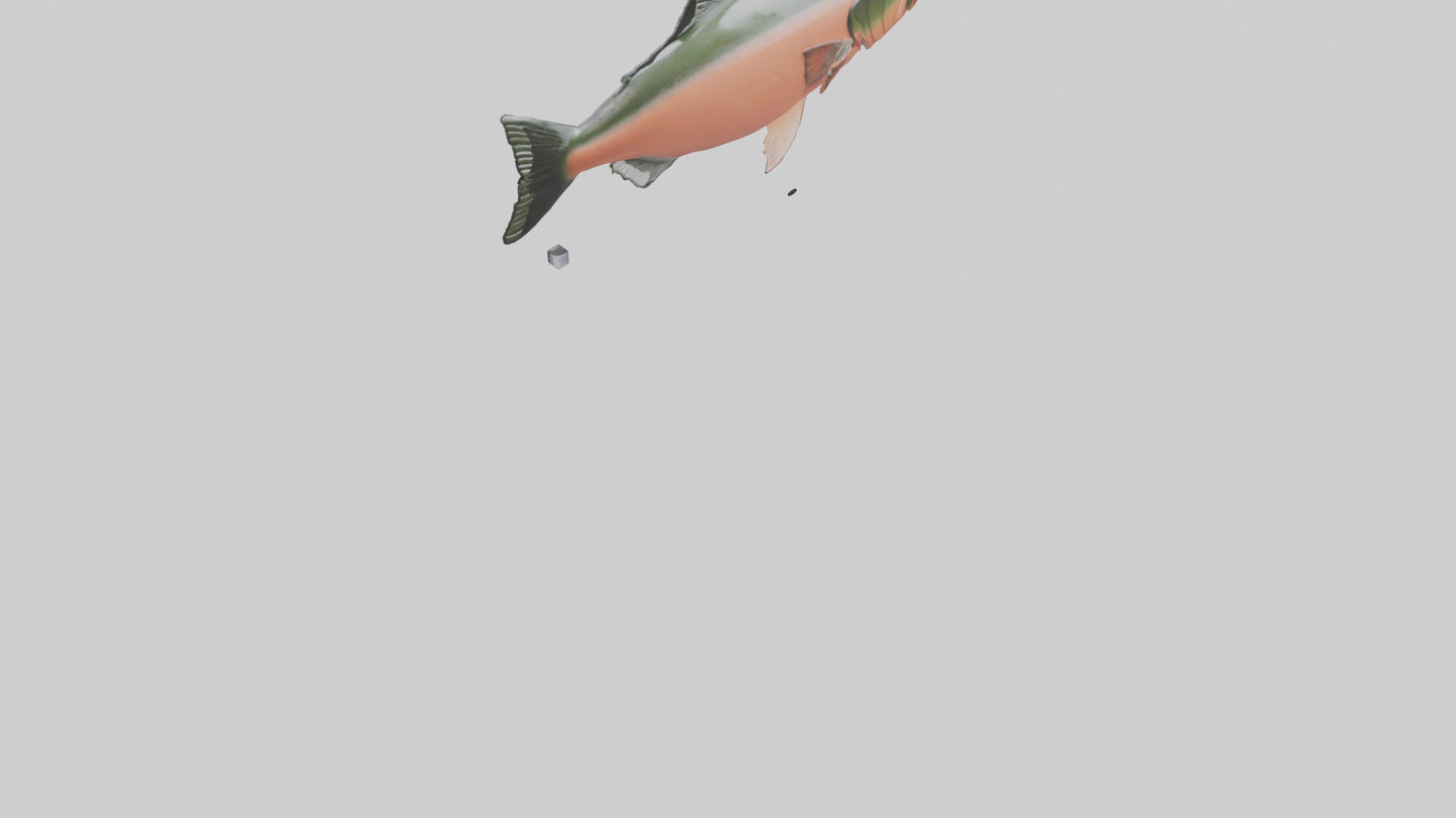 3D model Salmon swimming upstream model VR / AR / low-poly