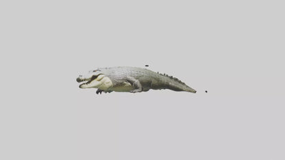 Saltwater Crocodile submerged model VR / AR / low-poly