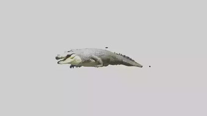 Saltwater Crocodile submerged model VR / AR / low-poly