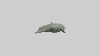 Saltwater Crocodile submerged model VR / AR / low-poly