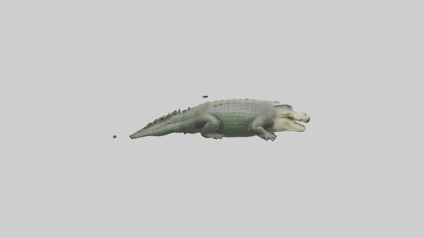 Saltwater Crocodile submerged model VR / AR / low-poly