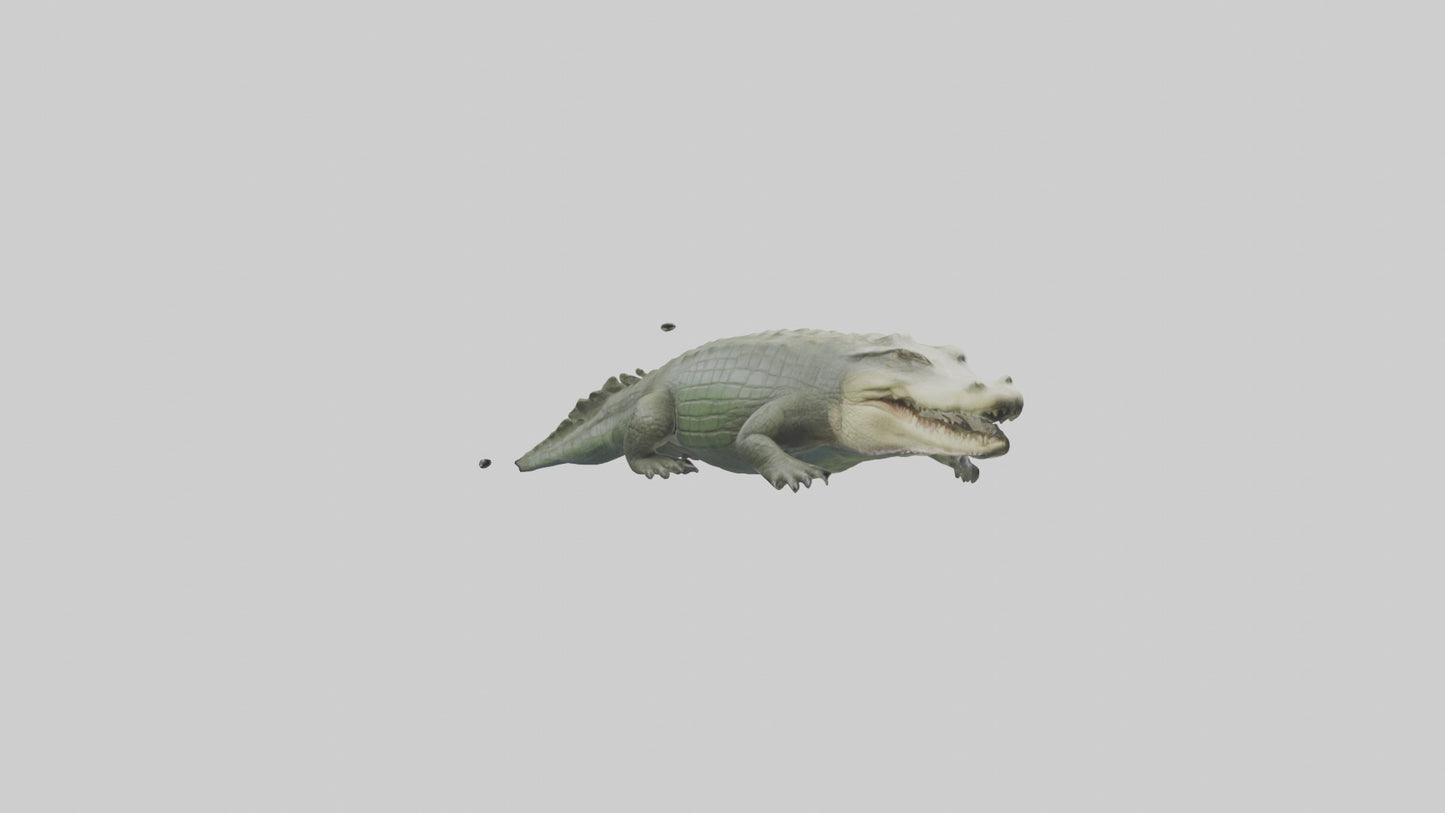 Saltwater Crocodile submerged model VR / AR / low-poly