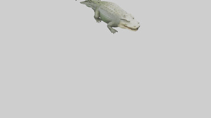 Saltwater Crocodile submerged model VR / AR / low-poly