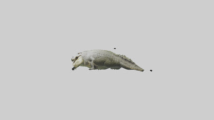 Saltwater Crocodile submerged model VR / AR / low-poly