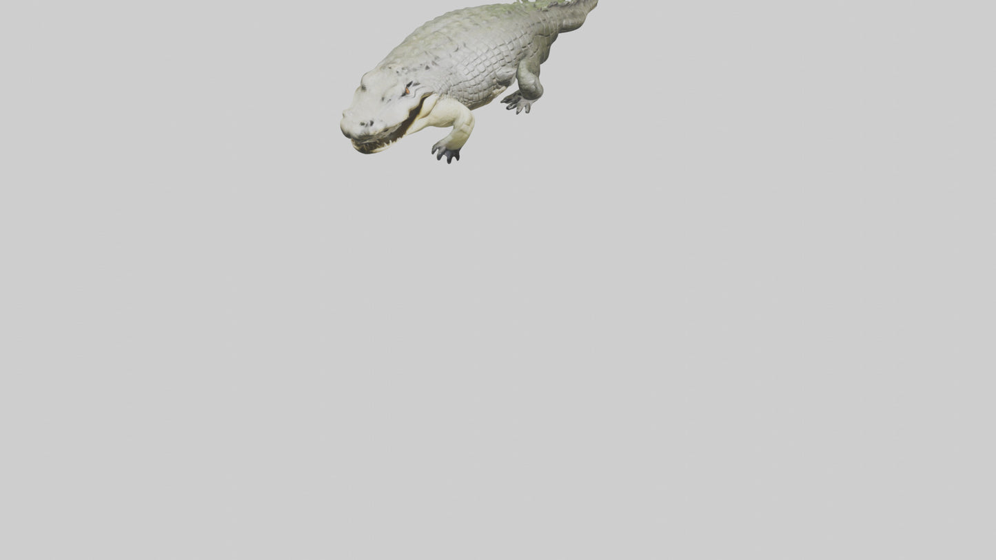 Saltwater Crocodile submerged model VR / AR / low-poly