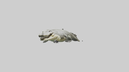 Saltwater Crocodile submerged model VR / AR / low-poly