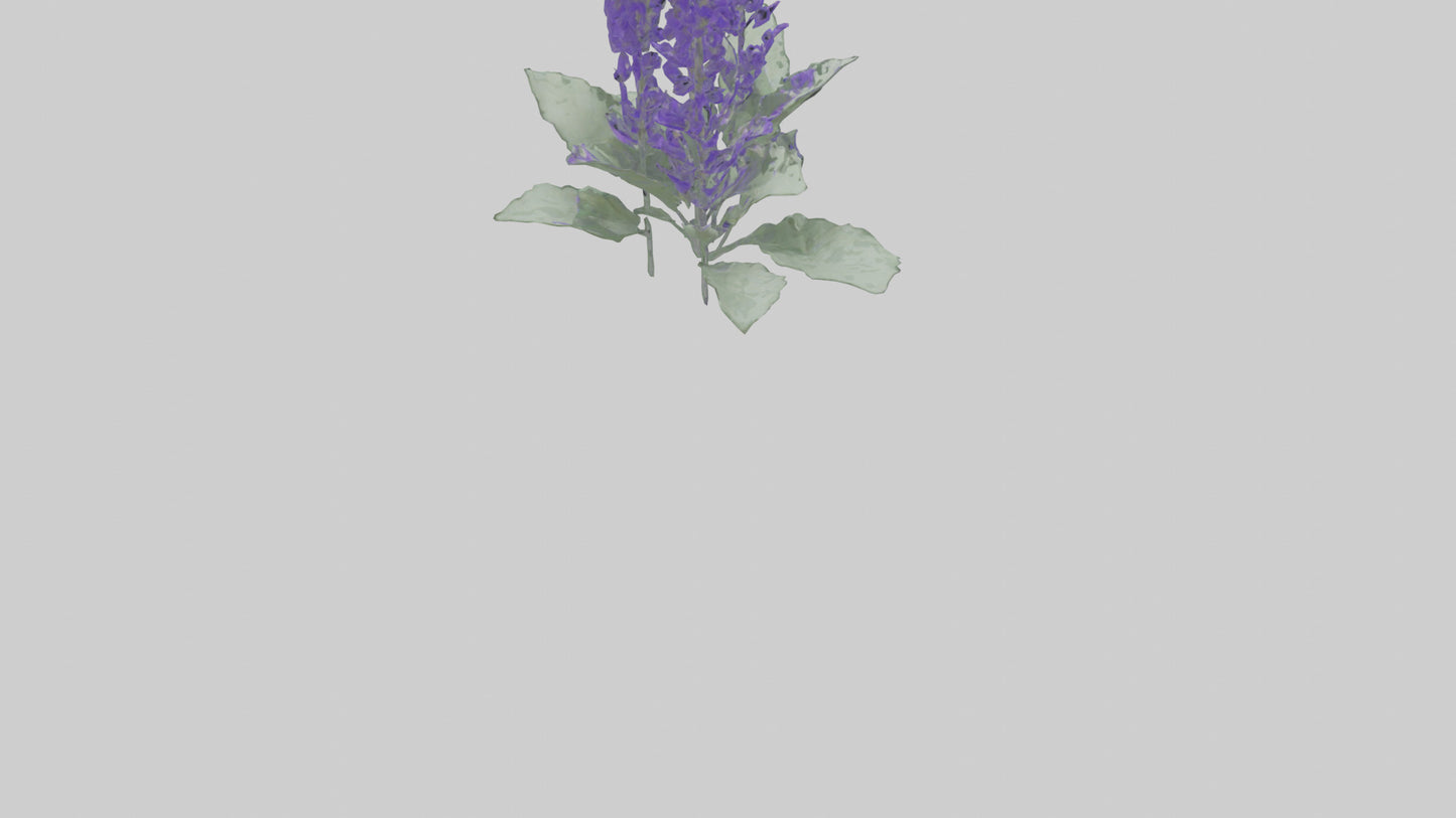 3D model Salvia flower model VR / AR / low-poly