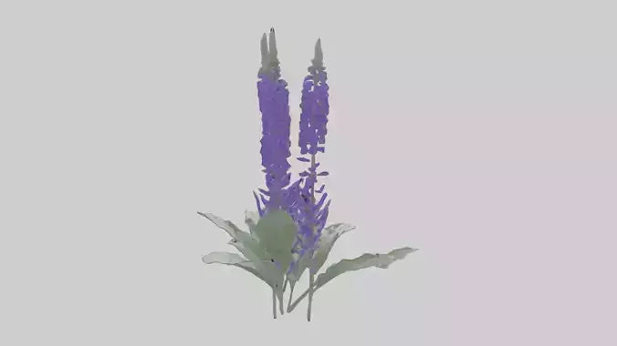 3D model Salvia flower model VR / AR / low-poly