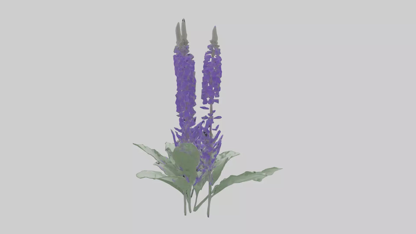 3D model Salvia flower model VR / AR / low-poly