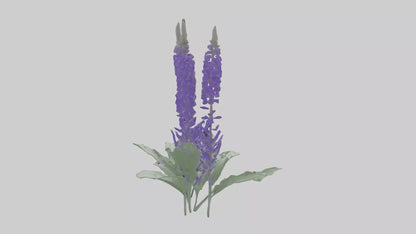 3D model Salvia flower model VR / AR / low-poly