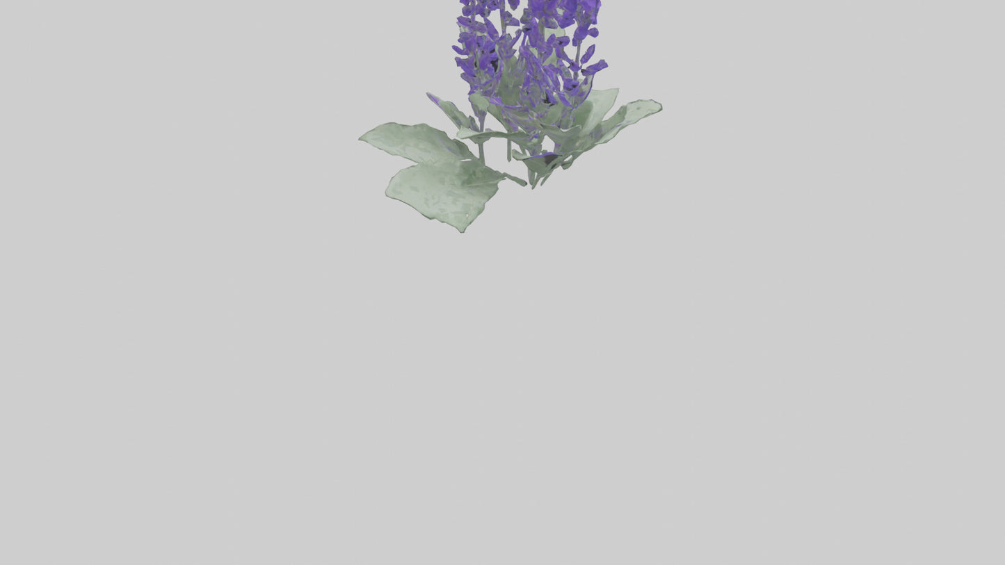 3D model Salvia flower model VR / AR / low-poly