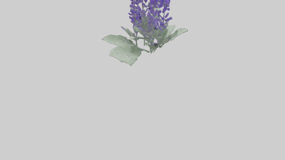3D model Salvia flower model VR / AR / low-poly