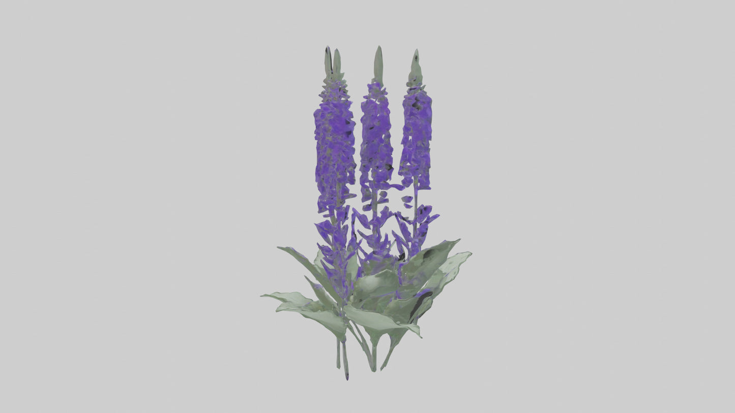 3D model Salvia flower model VR / AR / low-poly