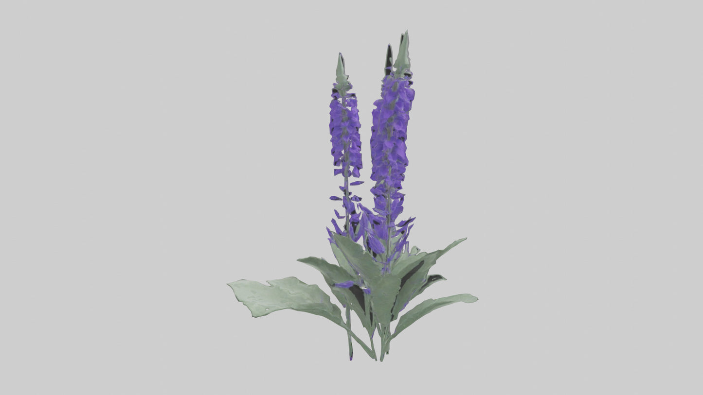 3D model Salvia flower model VR / AR / low-poly