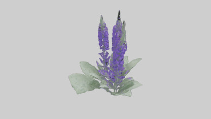 3D model Salvia flower model VR / AR / low-poly