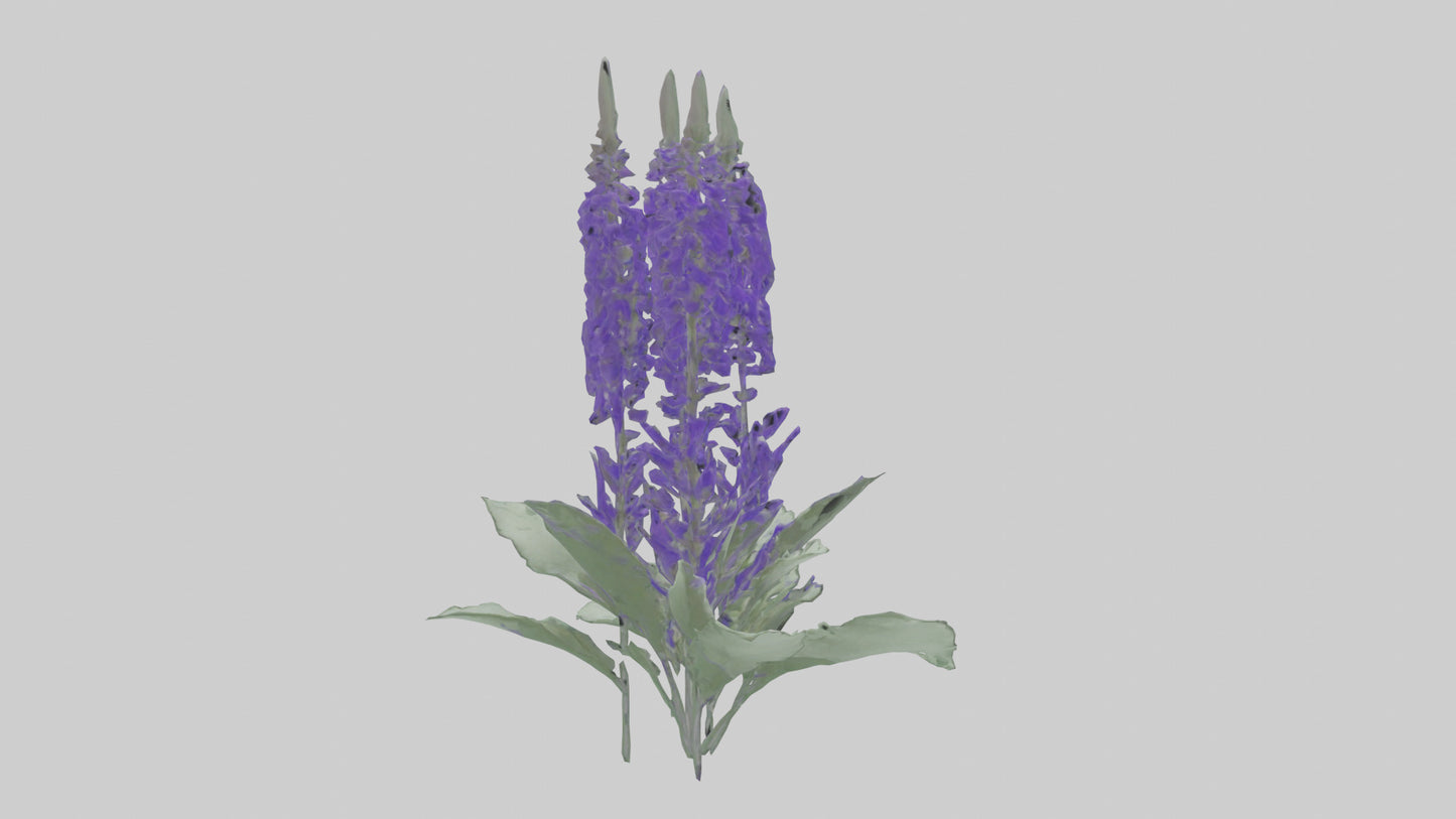 3D model Salvia flower model VR / AR / low-poly
