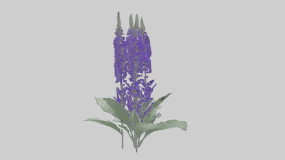 3D model Salvia flower model VR / AR / low-poly