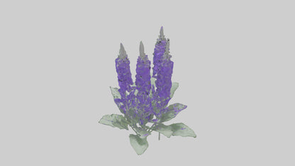 3D model Salvia flower model VR / AR / low-poly