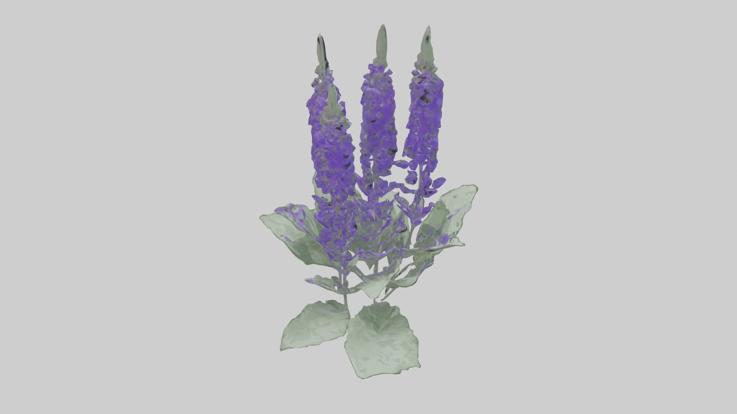 3D model Salvia flower model VR / AR / low-poly