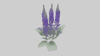 3D model Salvia flower model VR / AR / low-poly