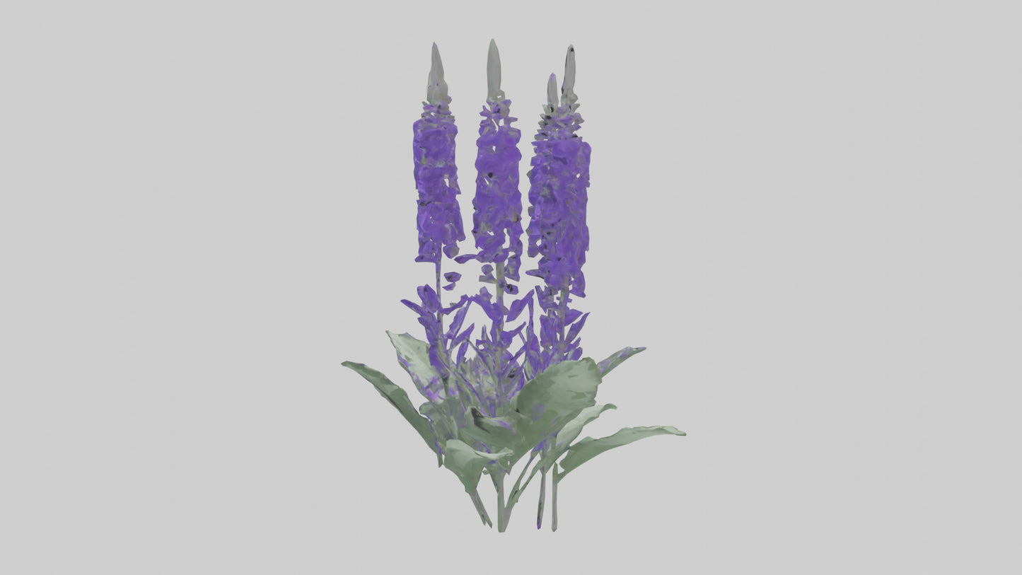 3D model Salvia flower model VR / AR / low-poly