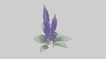 3D model Salvia flower model VR / AR / low-poly