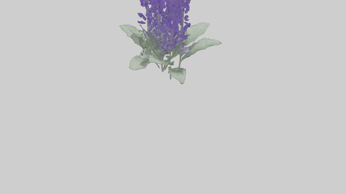 3D model Salvia flower model VR / AR / low-poly