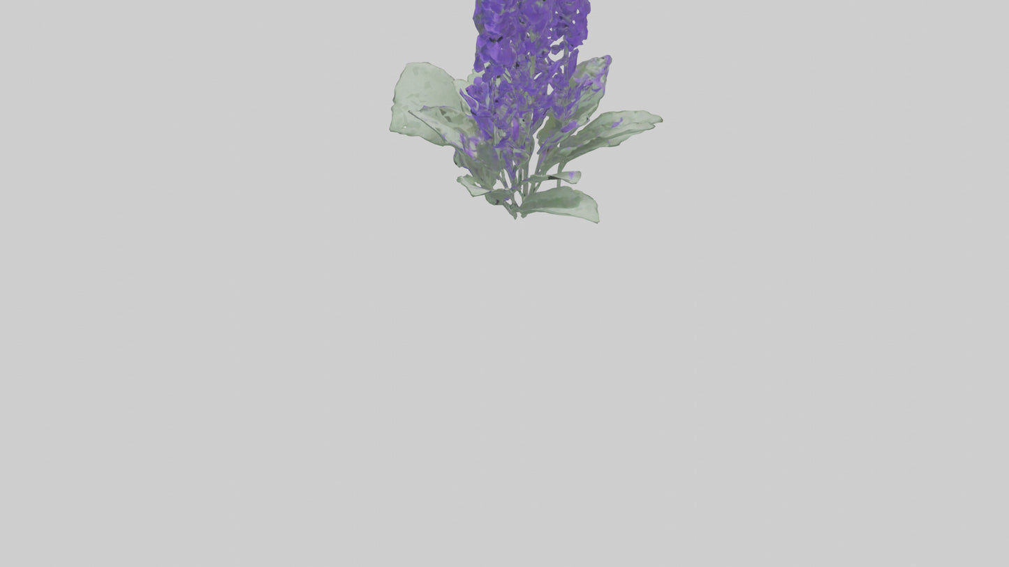 3D model Salvia flower model VR / AR / low-poly