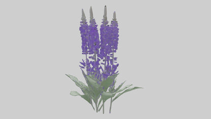3D model Salvia flower model VR / AR / low-poly