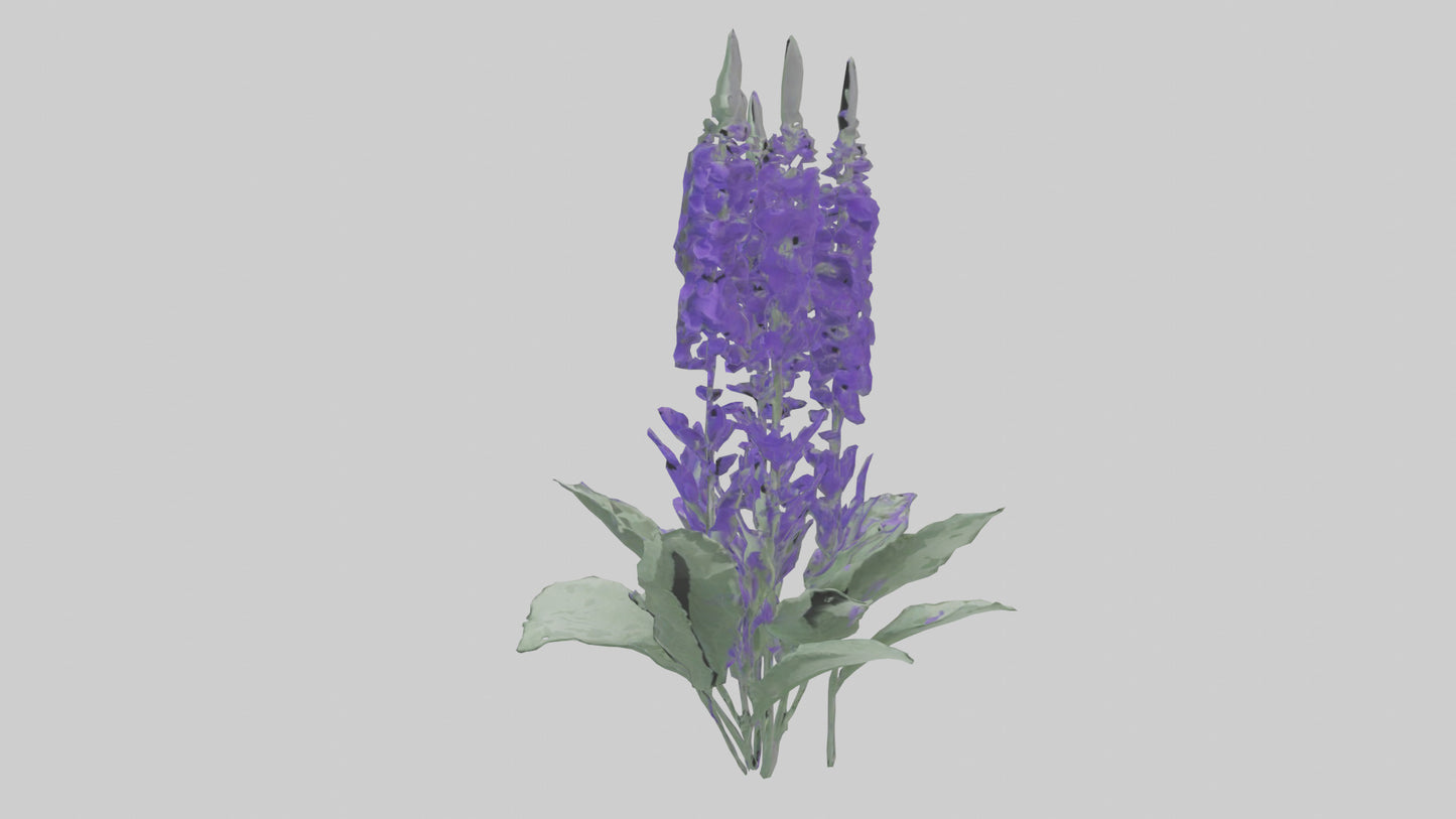 3D model Salvia flower model VR / AR / low-poly