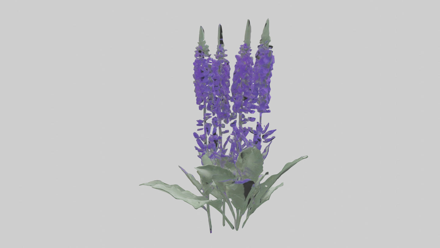3D model Salvia flower model VR / AR / low-poly