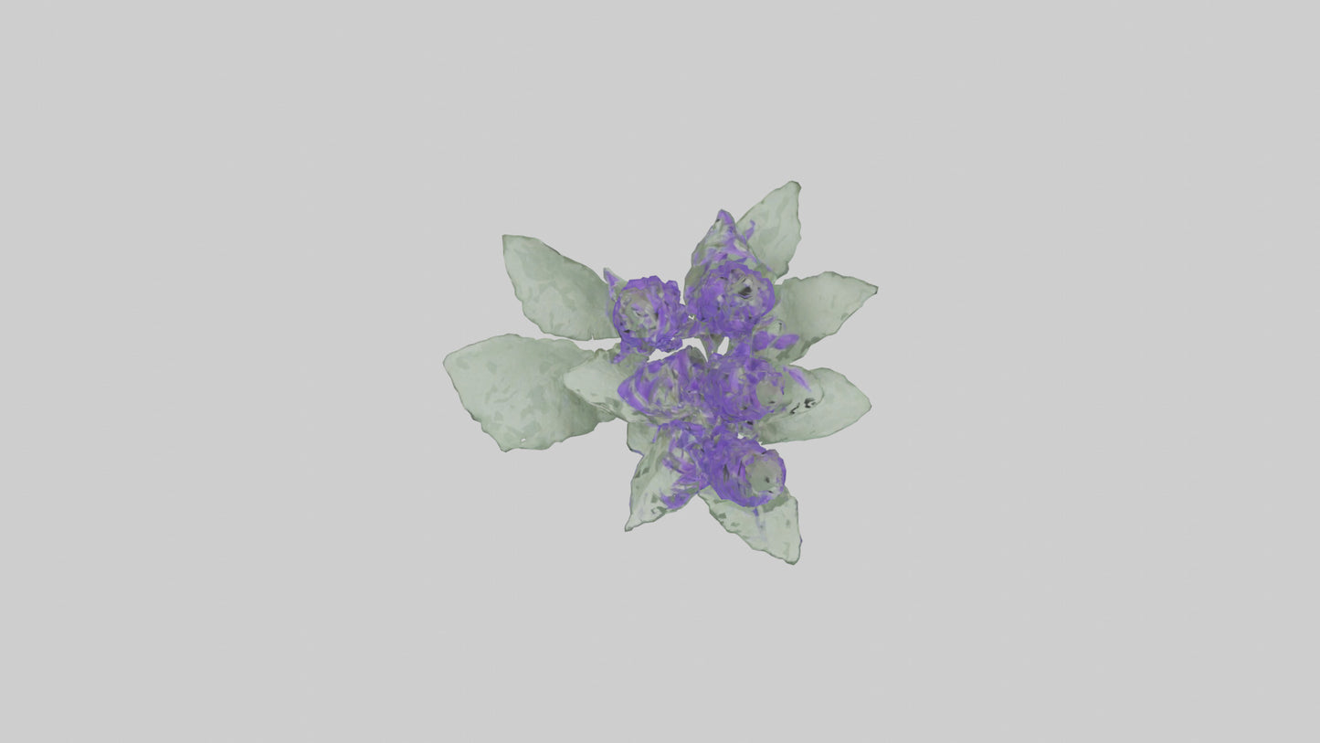 3D model Salvia flower model VR / AR / low-poly