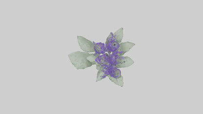 3D model Salvia flower model VR / AR / low-poly
